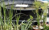 Plants