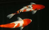 Japanese Select Sanke Kohaku
