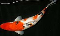 Japanese Select Sanke