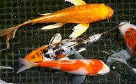 Small select domestic koi
