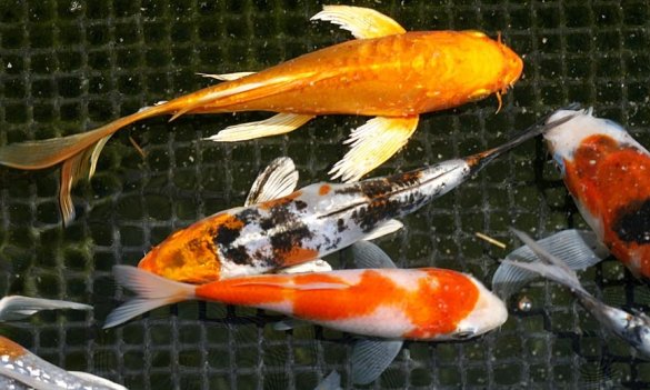 Small select domestic koi