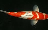 Japanese Select Striped Sanke