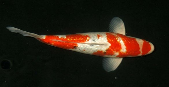 Japanese Select Striped Sanke Japanese Select Striped Sanke