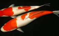 Japanese Select Kohaku