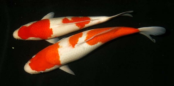 Japanese Select Kohaku Japanese Select Kohaku