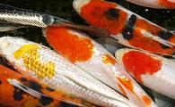Domestic Select Koi