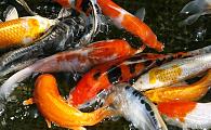 Domestic Select Koi