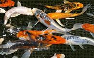 small deco grade domestic koi