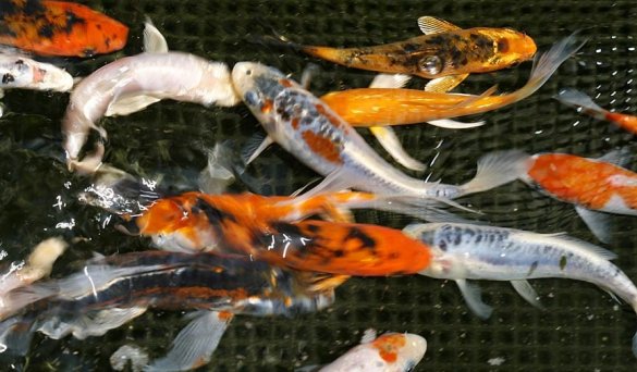 small deco grade domestic koi
