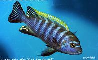 Cynotilapia afra - Red Top Dwarf