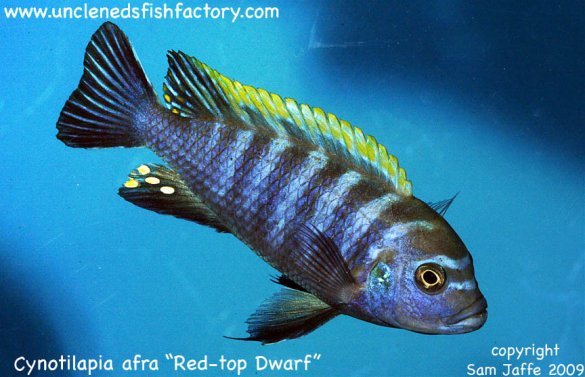 Cynotilapia afra - Red Top Dwarf Cynotilapia afra - Red Top Dwarf