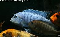 Estherae Red OB Block Zebra