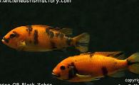 Estherae Red OB Block Zebra
