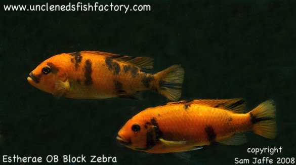 Estherae Red OB Block Zebra Estherae Red OB Block Zebra
