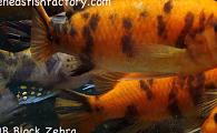 Estherae Red OB Block Zebra