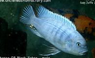 Estherae Red OB Block Zebra
