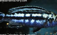 Melanochromis electric blue johanni