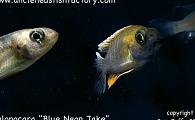 Aulonocara Blue Neon Jake