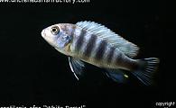 Cyanotilapia afra - White Dorsal