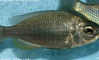 Copadichromis mloto undu