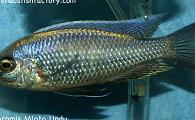 Copadichromis mloto undu