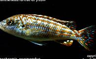 Melanochromis exasperatus