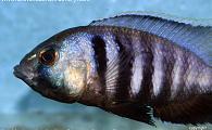 Placidochromis electra - Deepwater Hap