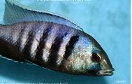 Placidochromis electra - Deepwater Hap