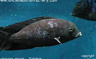 Cytocara moori - Blue Dolphin