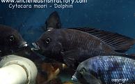 Cytocara moori - Blue Dolphin