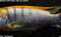 Labidochromis hongi