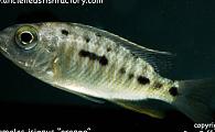 Protomelas insignus - orange