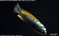 Labidochromis Hongi