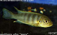 Cyanotilapia afra - Mara Yellow