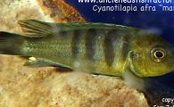 Cyanotilapia afra - mara yellow
