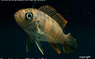 Pseudotropheus Zebra OB Mbenji Ruby