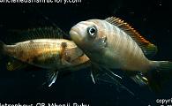 Pseudotropheus Zebra OB Mbenji Ruby