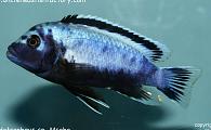 Metriaclima sp "msobo" deep