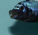 Metriaclima sp "msobo" deep