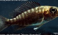 Aulonocara Ngara Flametail Peacock
