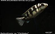 petrotilapia chitimba - Thick Skin