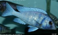 Placidochromis phenochilus 