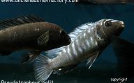 Pseudotropheus polit