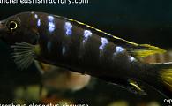 Pseudotropheus elongatus chewere