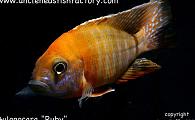 Malawi Cichlids