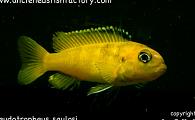Pseudotropheus saulosi