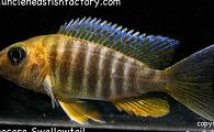 Aulonocara Swallowtail