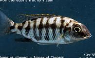 Protomelas steveni - Imperial Tigress