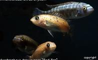Labeotropheus trewavasae - Red Top