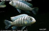 Cyanotilapia afra - White Dorsal